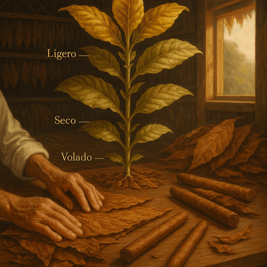 The Anatomy of the Tobacco Plant: A Guide to Cigar Craftsmanship - Acosta Cigar Company